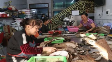 زيادة الإنتاج.. قرية نينه جيانغ تضاعف كعك الأرز في موسم رأس السنة القمرية